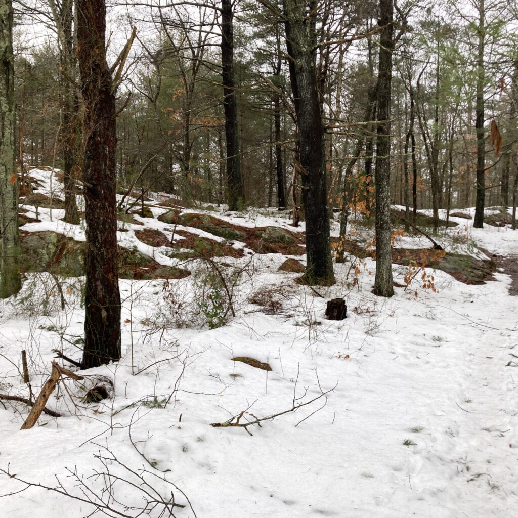 Woodlands with snow covering most of the groun.